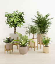 Load image into Gallery viewer, Sandy stand:four_stands