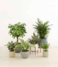 Load image into Gallery viewer, Earthy stand:two_stands