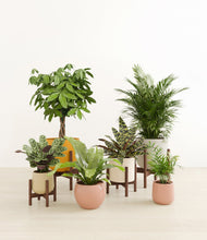 Load image into Gallery viewer, Evening Sky stand:four_stands