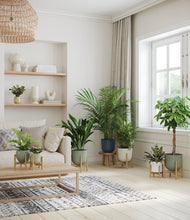 Load image into Gallery viewer, Earthy stand:six_stands