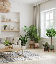 Load image into Gallery viewer, Woodland stand:four_stands