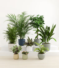 Load image into Gallery viewer, Earthy*****Profile