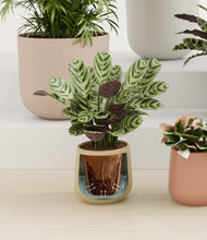 Load image into Gallery viewer, Evening Sky stand:all