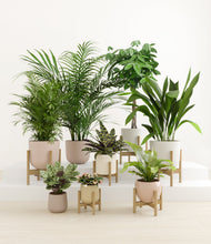 Load image into Gallery viewer, Sandy stand:six_stands