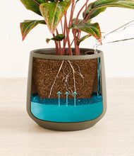 Load image into Gallery viewer, Olive