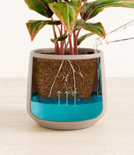 Load image into Gallery viewer, Eternal Gray