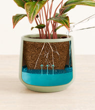 Load image into Gallery viewer, Turquoise