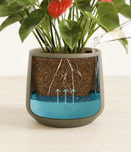 Load image into Gallery viewer, Olive