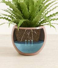 Load image into Gallery viewer, Calm Rose