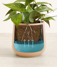 Load image into Gallery viewer, Gentle Pink