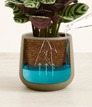 Load image into Gallery viewer, Olive