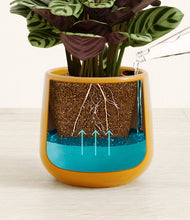 Load image into Gallery viewer, Mustard