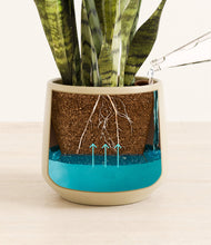 Load image into Gallery viewer, Almond Green