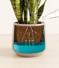 Load image into Gallery viewer, Eternal Gray