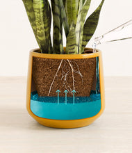 Load image into Gallery viewer, Mustard