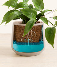 Load image into Gallery viewer, Eternal Gray