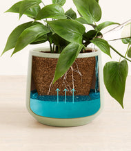 Load image into Gallery viewer, Turquoise