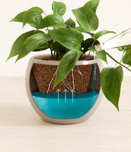 Load image into Gallery viewer, Desert Brown