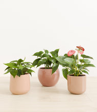 Load image into Gallery viewer, Desert Blush*****Profile