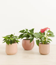 Load image into Gallery viewer, Trio of Hearts