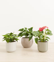 Load image into Gallery viewer, Calm Clay*****Profile