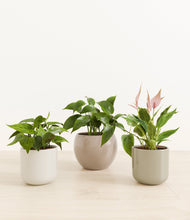 Load image into Gallery viewer, Calm Clay*****Profile