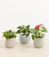 Load image into Gallery viewer, Patina*****Profile