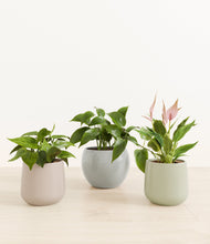 Load image into Gallery viewer, Patina*****Profile