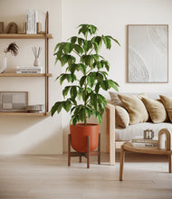 Load image into Gallery viewer, Earth Red stand:walnut