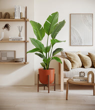 Load image into Gallery viewer, Earth Red stand:walnut