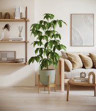 Load image into Gallery viewer, Sage Green stand:bamboo