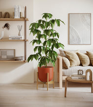 Load image into Gallery viewer, Earth Red stand:bamboo