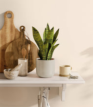 Load image into Gallery viewer, Cotton White