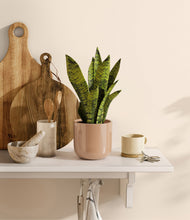 Load image into Gallery viewer, Glossy Pink