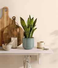 Load image into Gallery viewer, Reactive Aqua