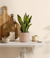 Load image into Gallery viewer, Sandy Pink