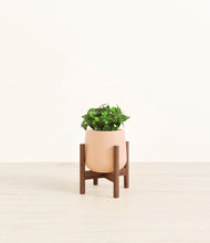 Load image into Gallery viewer, Gentle Pink stand:walnut