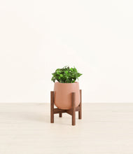 Load image into Gallery viewer, Calm Rose stand:walnut