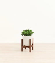 Load image into Gallery viewer, Cotton White stand:walnut