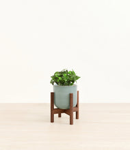 Load image into Gallery viewer, Reactive Aqua stand:walnut