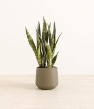 Load image into Gallery viewer, Olive*****Profile