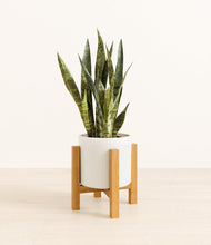 Load image into Gallery viewer, White stand:light