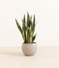 Load image into Gallery viewer, Desert Brown*****Profile