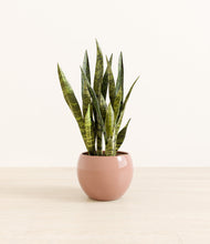 Load image into Gallery viewer, Calm Rose*****Profile