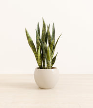 Load image into Gallery viewer, Shiny EggWhite*****Profile