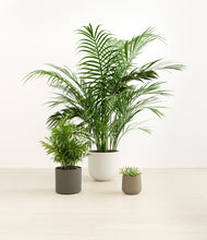 Load image into Gallery viewer, Woodland