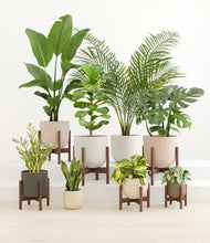 Load image into Gallery viewer, Woodland stand:six_stands