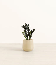 Load image into Gallery viewer, Almond Green*****Profile