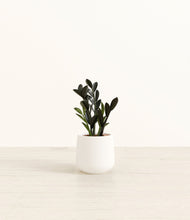 Load image into Gallery viewer, White*****Profile