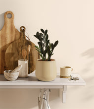 Load image into Gallery viewer, Almond Green